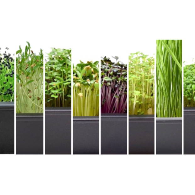 Microgreen Varieties Ranked by Difficulty Level – Hamama