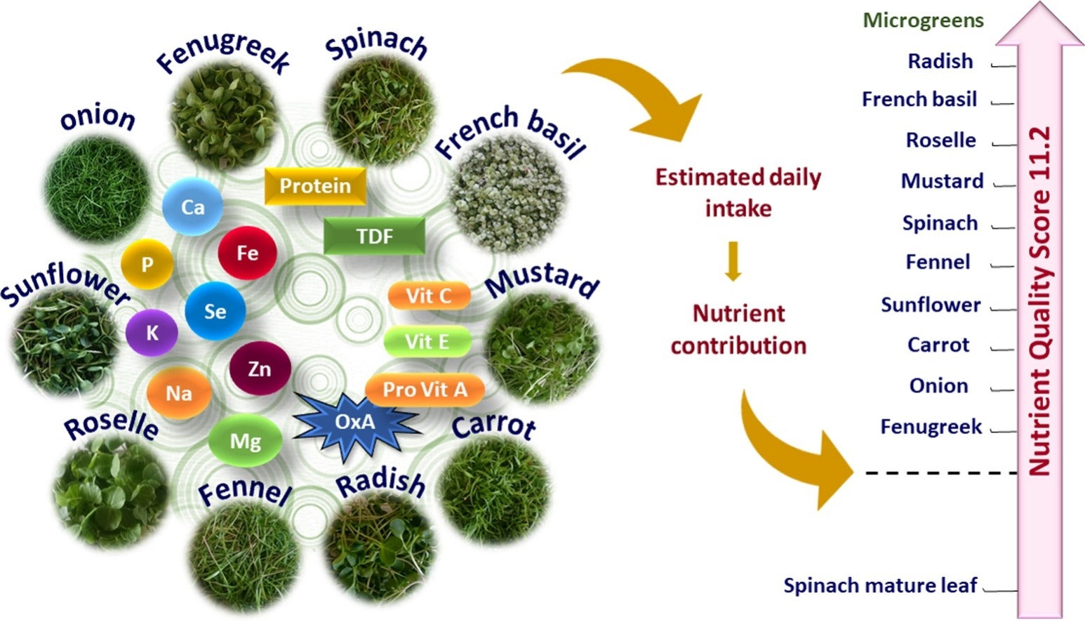 Nutrient composition oxalate content and nutritional ranking of