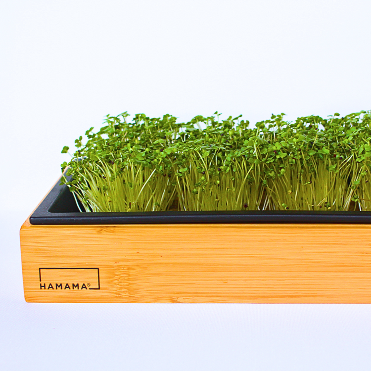 Rutabaga Microgreens Growing Guide – Hamama