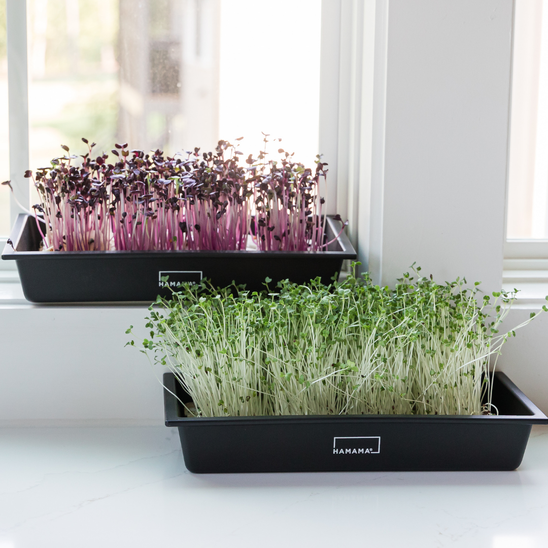 3 Interesting Facts about Microgreens! – Hamama