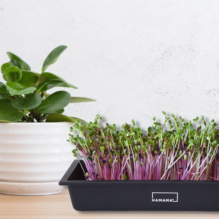 10 Reasons to Grow More Microgreens this Spring – Hamama