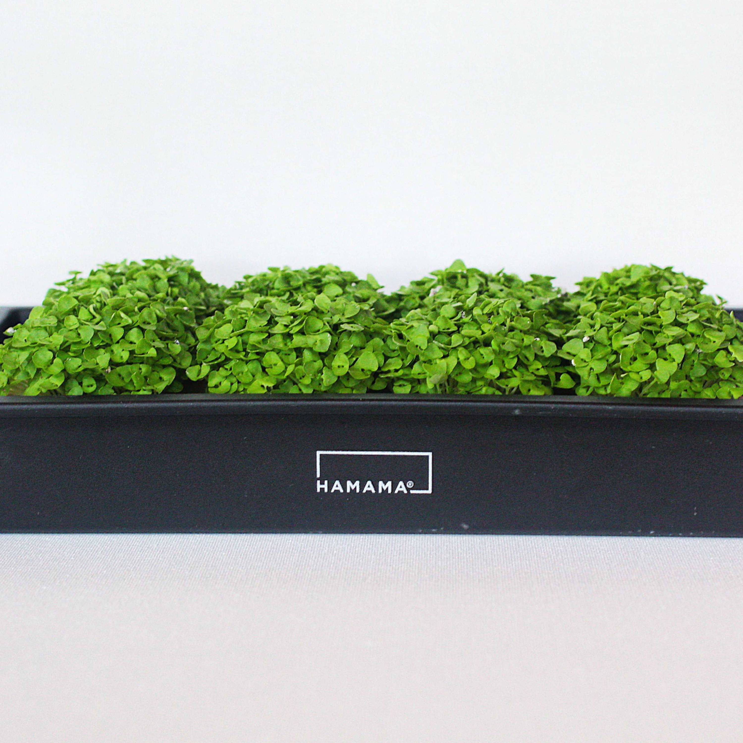 Bold Basil Growing Diary Hamama