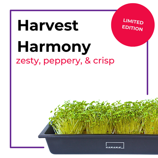 Harvest Harmony Blend 3-Pack Combo