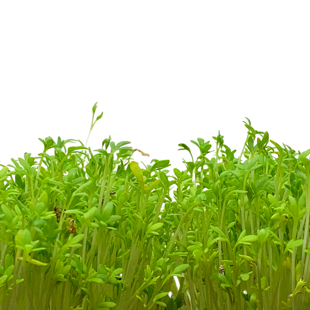 Garden Cress 3-Pack Seed Quilt Refill